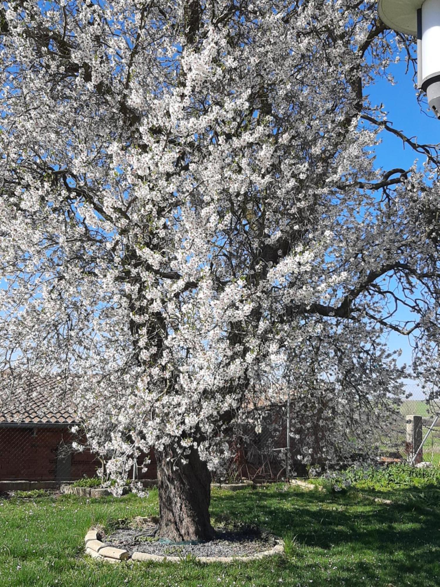 فيلا El Almendro Del Cura Villarmayor  المظهر الخارجي الصورة